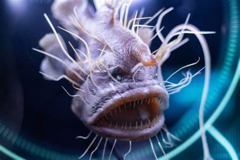 8 Scary Fish That Will Give You Nightmares - Fishmasters.com