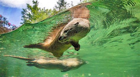 River Otters - Grandfather Mountain