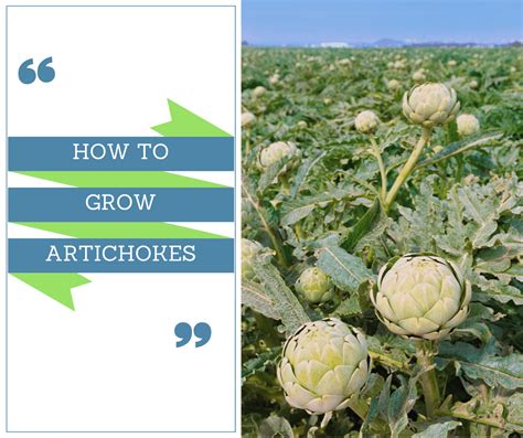 How To Grow Artichokes Properly Rooted