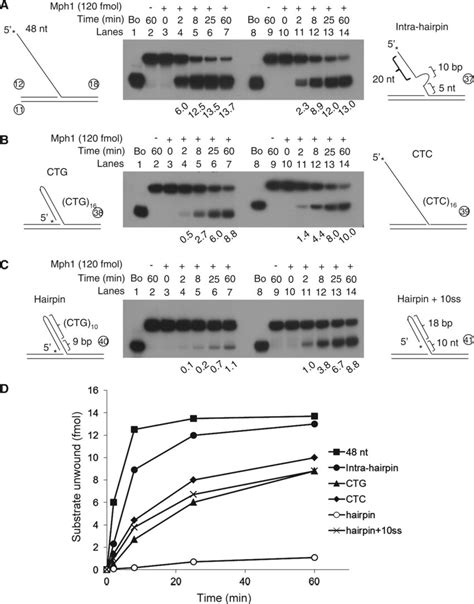 Mph1 DNA Helicase Activity On Secondary Structured Flap Substrates