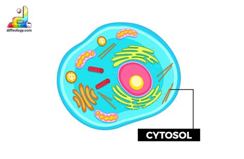 Difference Between Cytosol And Cytoplasm Diffeology