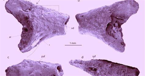 Explorers in Antarctica find the fossils of a "totally unexpected" animal