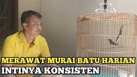 Merawat Murai Batu Harian Murai Batu Rawatan Harian Murai Batu Youtube