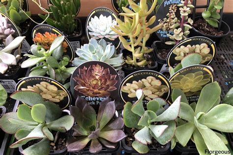 59 Different Succulent Types With Names And Pictures, 45% OFF