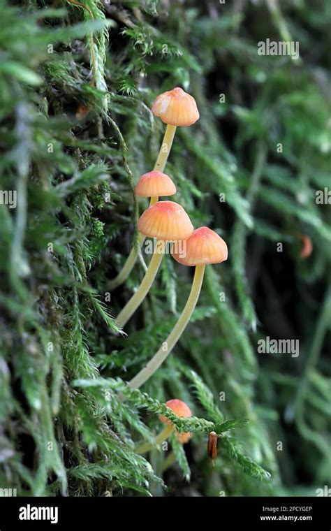 Mycena Acicula Commonly Known As The Orange Bonnet Or The Coral