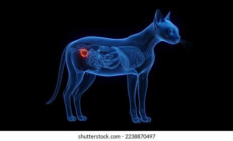 D Rendered Medical Illustration Cat Anatomy Stock Illustration