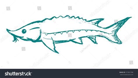 Vector Sketch Hand Drawn Illustration Sturgeon Stock Vector Royalty