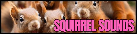 SQUIRREL SOUNDS