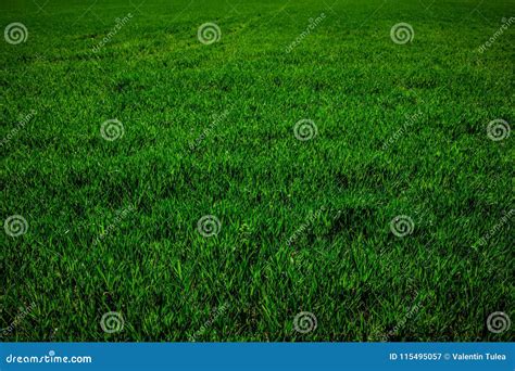 Campo De Trigo Verde En El Sol De La Primavera Hierba Verde Del Trigo