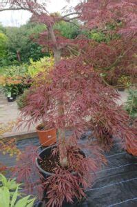 Verticillium Wilt Japanese Maple Tree Diseases Pictures - Check ...