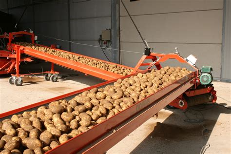 Double potato conveyor - DOWNS