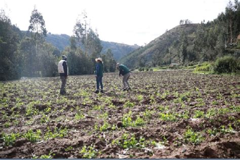 Junín Granizada Daña Más De 17 Hectáreas De Cultivos Y Se Moviliza