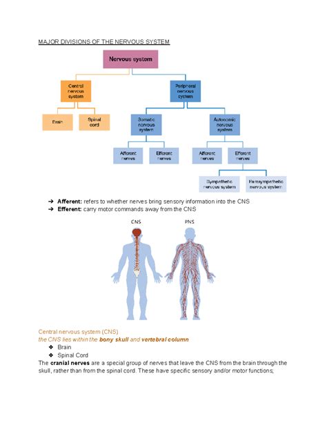 Anatomy And Nervous System Ch3 Major Divisions Of The Nervous System