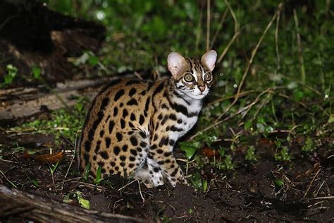 Gatos Selvagens Raros Natureza TudoPorEmail