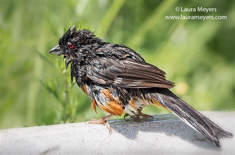 Eastern Towhee Male - Laura Meyers Photograpy