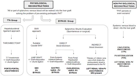 Jcm Free Full Text Liver Transplantation In Patients With Portal