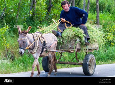 Albanian farmer collecting the harvest with donkey and cart, Korce ...