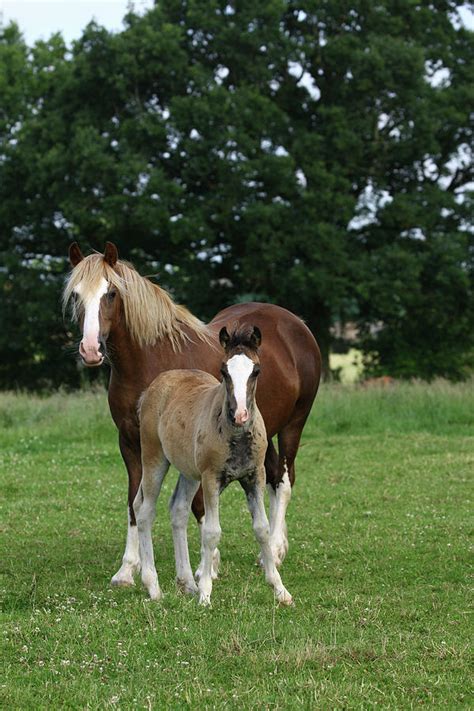 1z5f9698 Welsh Cob Mare And Foal Brynseion Stud Uk Photograph By Bob