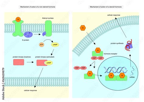 Vettoriale Stock Mechanism of action of a steroid and non steroid ...