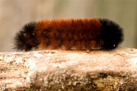 The Woolly Bear Caterpillar in Winter - The Infinite Spider