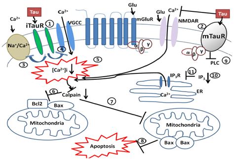 Brain Sciences Free Full Text Neuroprotective Mechanisms Of Taurine