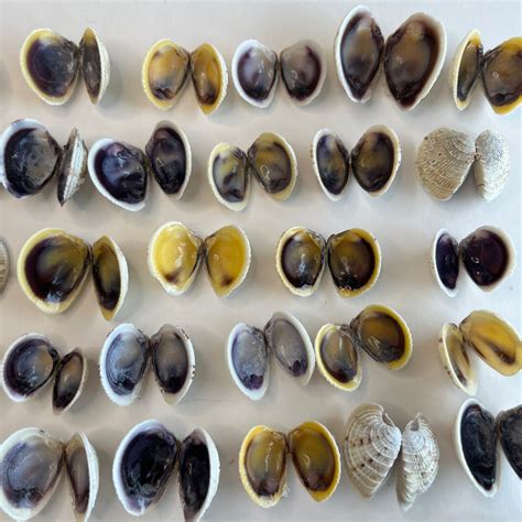 Clam Pairs Cross Barred Venus Clam Shell Pairs Chione Elevata 25