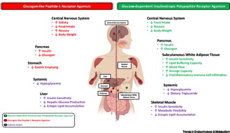 Schematic Depiction of the Pleiotropic Benefits of Dual... | Download ...