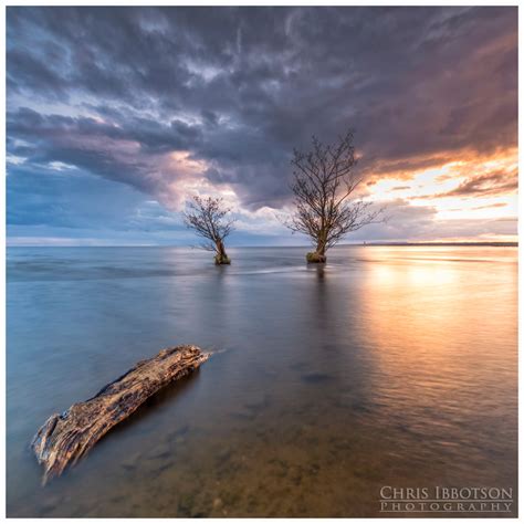 Lough Neagh Trees, Antrim