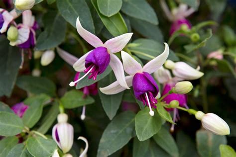 How To Grow And Care For Fuchsias Bbc Gardeners World Magazine