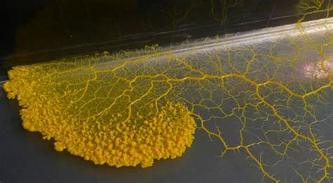 Looking For True Intelligence Study Shows That Slime Molds Can Learn