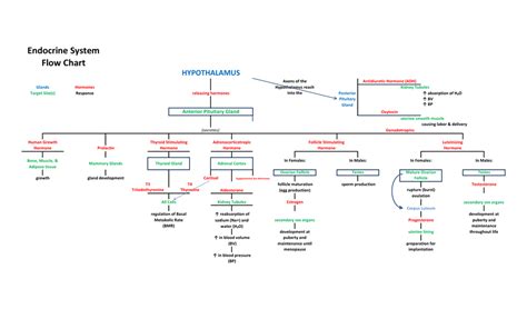 Endocrine System Chart A Visual Reference Of Charts Chart Master