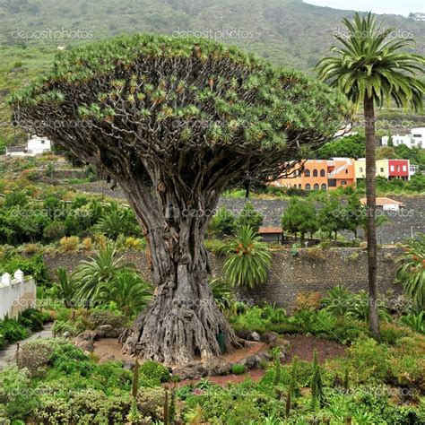 FLORA Y PLANTAS DE CANARIAS Capitulo I Jardines Sin Fronteras