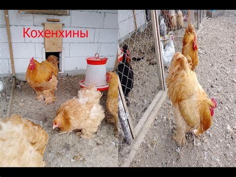 #КохинхиныМоя#Любимая породакур#кохинхины#породныекуры - YouTube