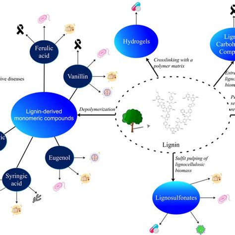 Overview of potential therapeutic applications of lignin-derived ...