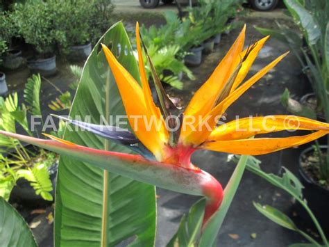 Orange Bird of Paradise | Orange bird, Plant nursery, Birds of paradise