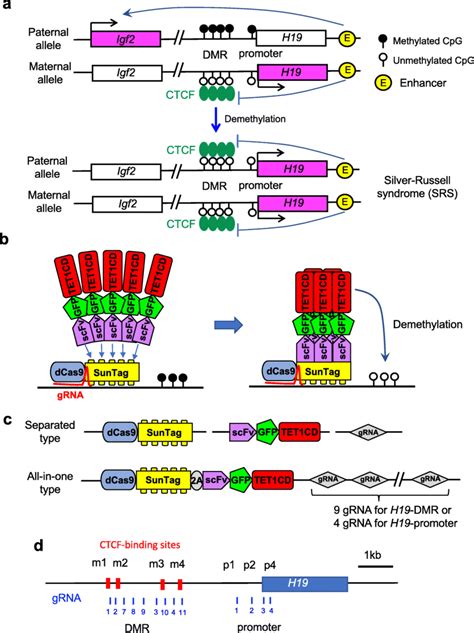 Schematics For Targeted Dna Demethylation Of H Dmr To Generate A