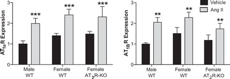 Figure 2 From Sex Differences In The Pressor And Tubuloglomerular