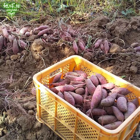 訳あり 紫芋 4kg 農薬・化学肥料不使用 鹿児島県産 訳アリ B品 土付き 紫いも パープルスイートロード むらさきいも さつまいも 発送