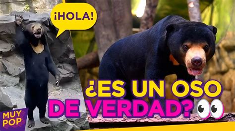 Es un oso o una persona disfrazada La extraña criatura que causó