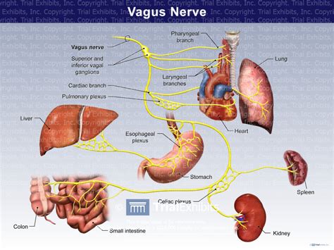 Vagus Nerve Trialquest Inc