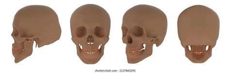 Realistic Human Skulls Front Side Views: เวกเตอร์สต็อก (ปลอดค่าลิขสิทธิ์) 2297159715 | Shutterstock