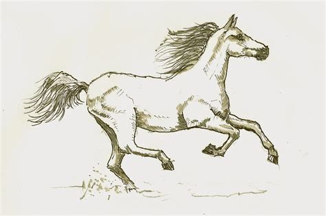 Galloping Horse Sketch ~ Galloping Horse By Kezzer922 On Deviantart | Bodenewasurk