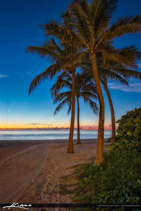 Sunny Isles Beach Coconut Tree Early Morning North Miami Florida Hdr