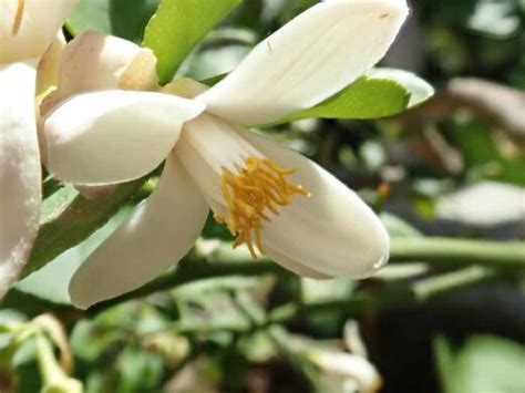 The Ponderosa Lemon Tree - Minneopa Orchards