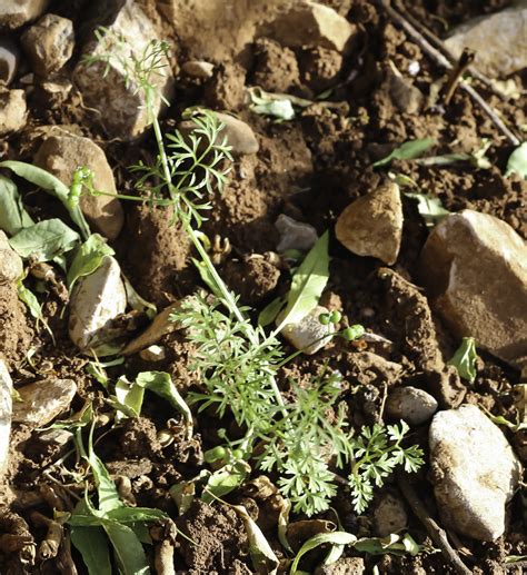 Bifora testiculata - Plant Biodiversity of South-Western Morocco