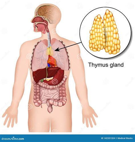 Ejemplo Médico Endocrino Del Sistema 3d De La Glándula De Timo En El