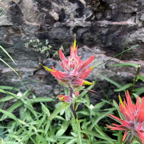 CO-Horts: A Selection of Indian Paintbrush of the Southwest Colorado