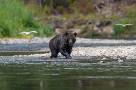 880+ Grizzly Bear Fur Texture Stock Photos, Pictures & Royalty-Free Images - iStock