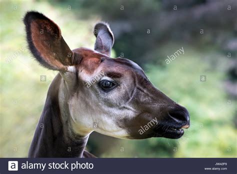 Okapi (head shot) Stock Photo | Okapi, Headshots, Stock photos