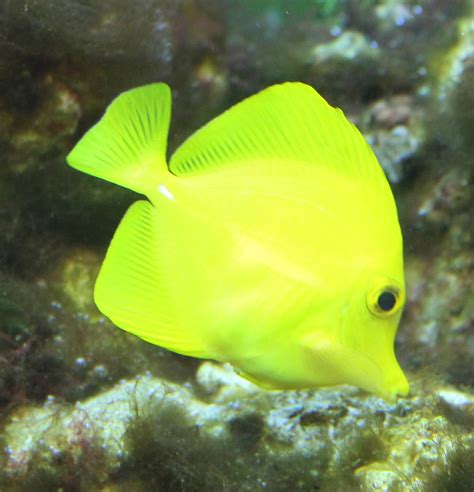 Yellow surgeonfish - ZooChat